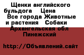 Щенки английского бульдога  › Цена ­ 60 000 - Все города Животные и растения » Собаки   . Архангельская обл.,Пинежский 